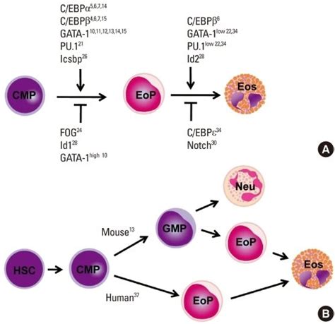 how do you pronounce eosinophils|Eosinophil Development, Regulation of Eosinophil.